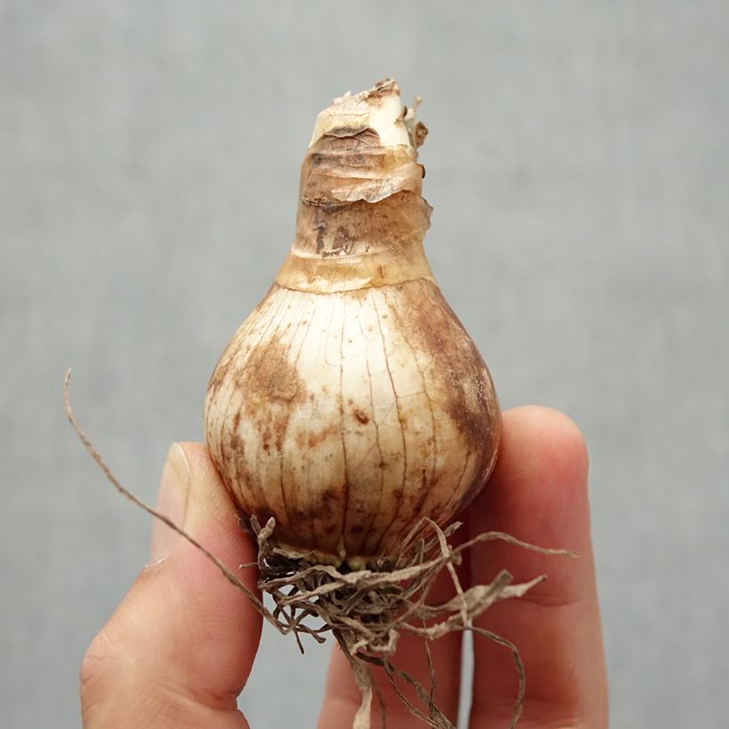 Example of Narcisse Foresight Bulbe calibre 22 as you get in automne