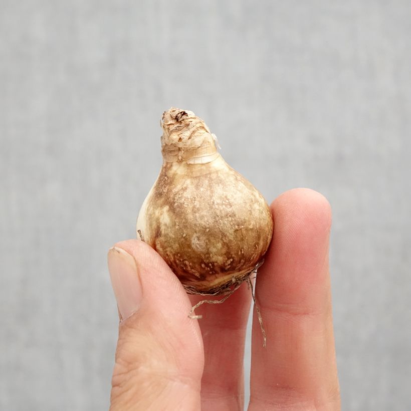 Spécimen de Narcisse Galactic Star Bulbe calibre 10 tel que livré en automne