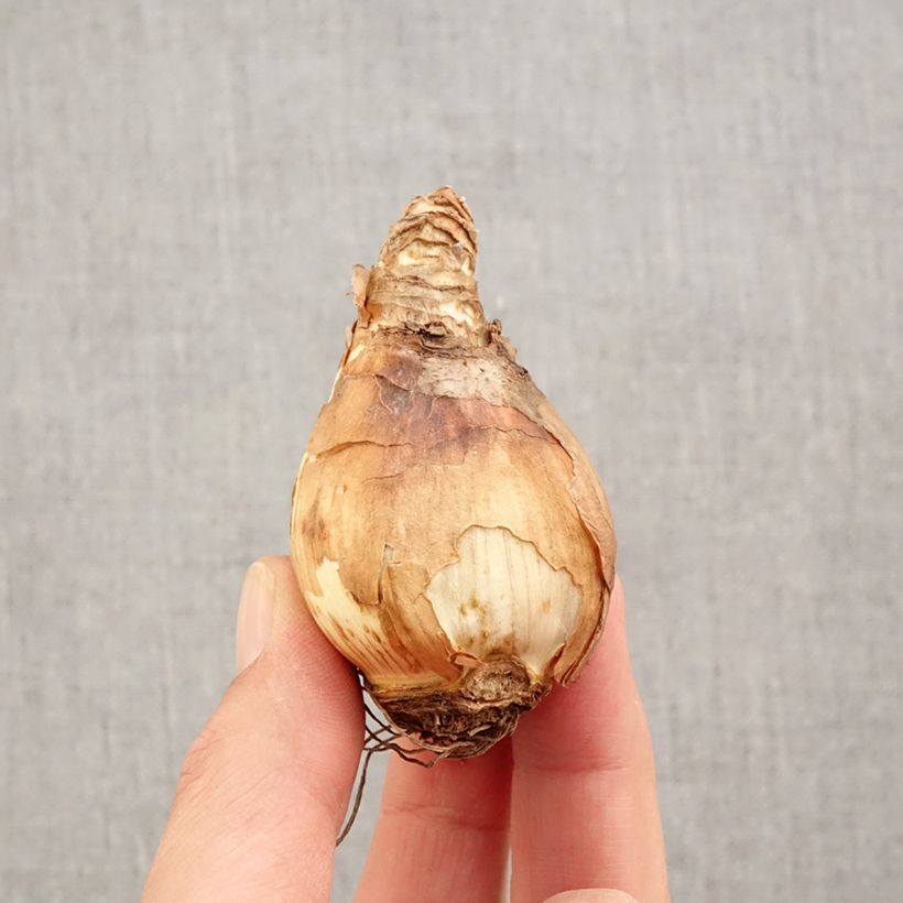 Spécimen de Narcisse Gold Medal Bulbe calibre 14/16 tel que livré en automne