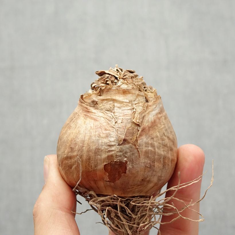 Spécimen de Narcisse Golden Ducat Bulbe calibre 16+ tel que livré en automne