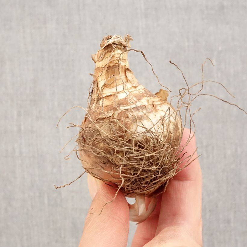 Spécimen de Narcisse Grand Soleil d Or Bulbe calibre 14+ tel que livré en automne