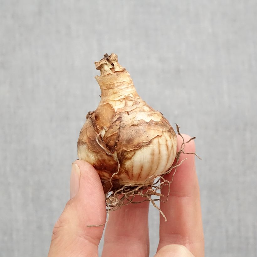 Spécimen de Narcisse Heamoor Bulbe calibre 12 tel que livré en automne