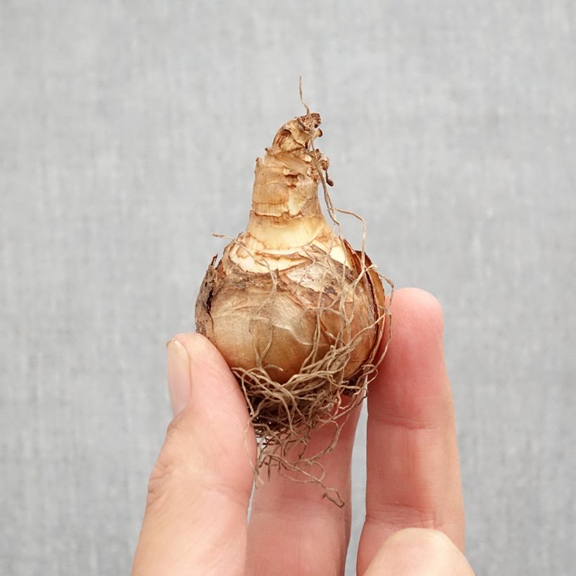 Spécimen de Narcisse Ice Follies Bulbe calibre 12 tel que livré en automne