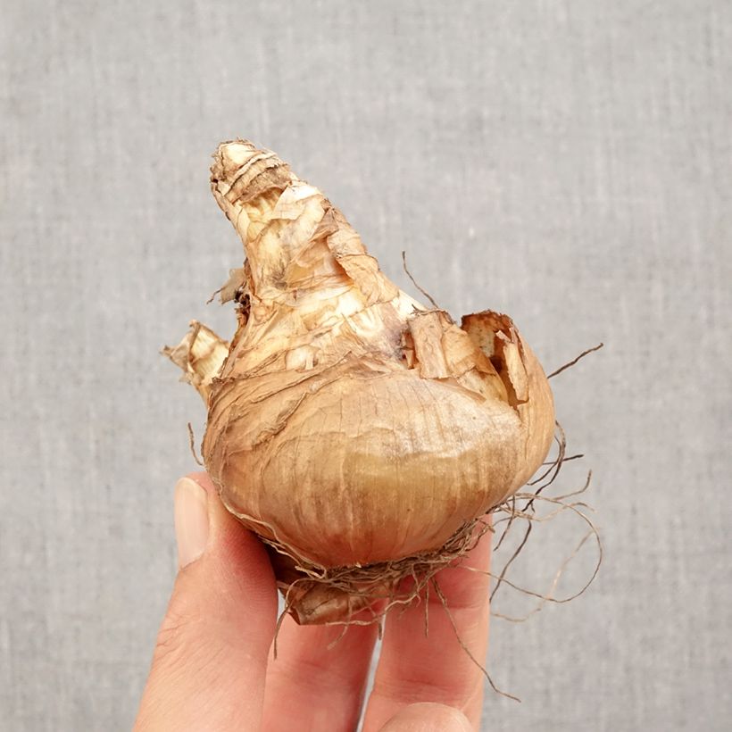 Spécimen de Narcisse Janis Babson Bulbe calibre 14+ tel que livré en automne