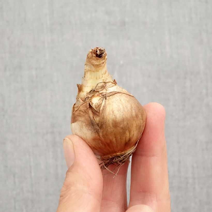 Spécimen de Narcisse Juanita Bulbe calibre 12+ tel que livré en automne