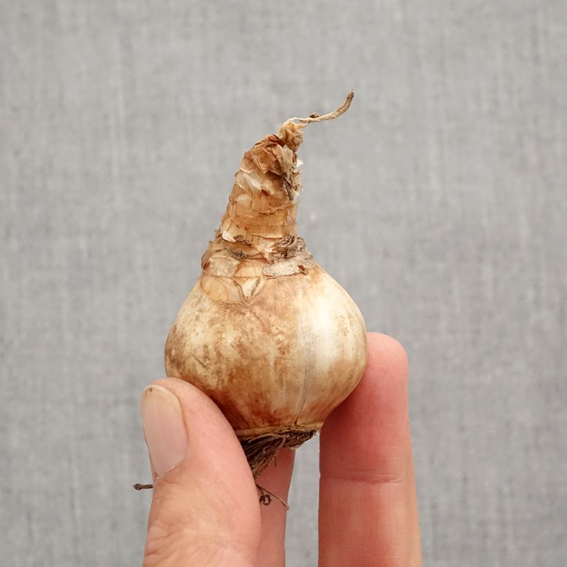 Spécimen de Narcisse Louise de Coligny Bulbe calibre 12+ tel que livré en automne