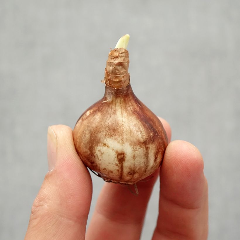 Spécimen de Narcisse Martinette Bulbe size 12+ tel que livré en automne