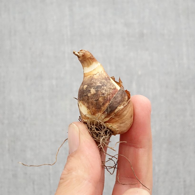 Example of Narcisse miniature Sailboat Bulbe calibre 10+ as you get in automne