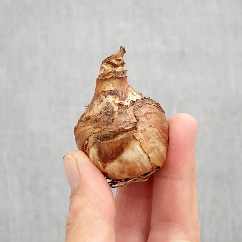 Spécimen de Narcisse Misty Glen Bulbe calibre 12 tel que livré en automne