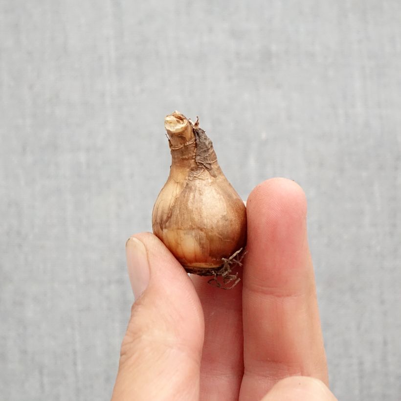 Spécimen de Narcisse Moonlight Sensation  Bulbe calibre 10+ tel que livré en automne