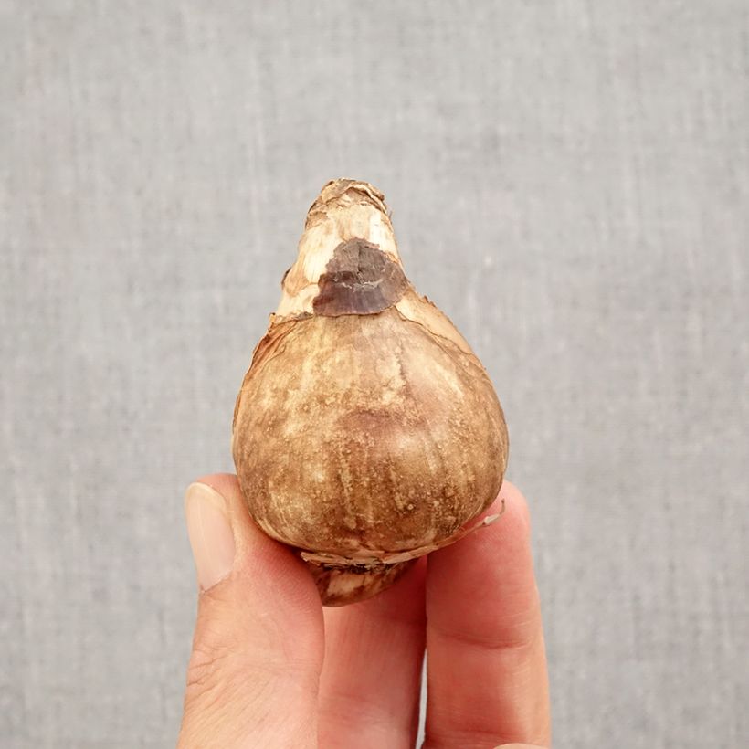 Example of Narcisse Mount Hood Bulbe calibre 14/16 as you get in automne