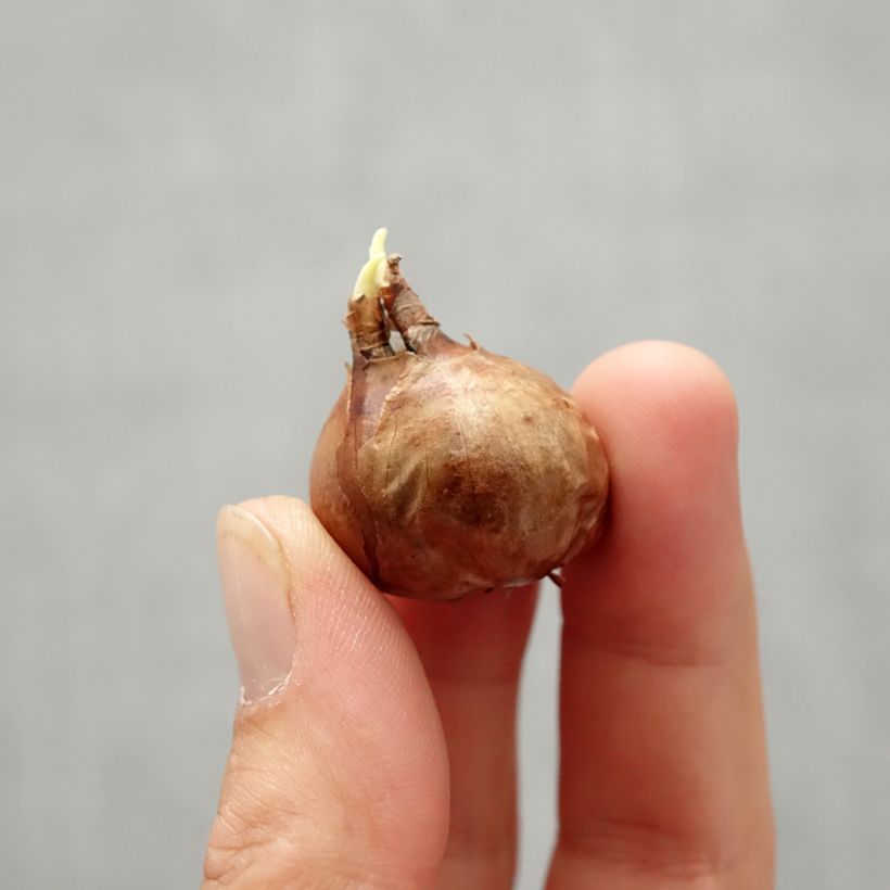 Spécimen de Narcisse New Baby Bulbe calibre 8+ tel que livré en automne