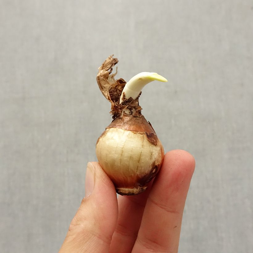 Spécimen de Narcisse Nir* Bulbe calibre 13+ tel que livré en automne