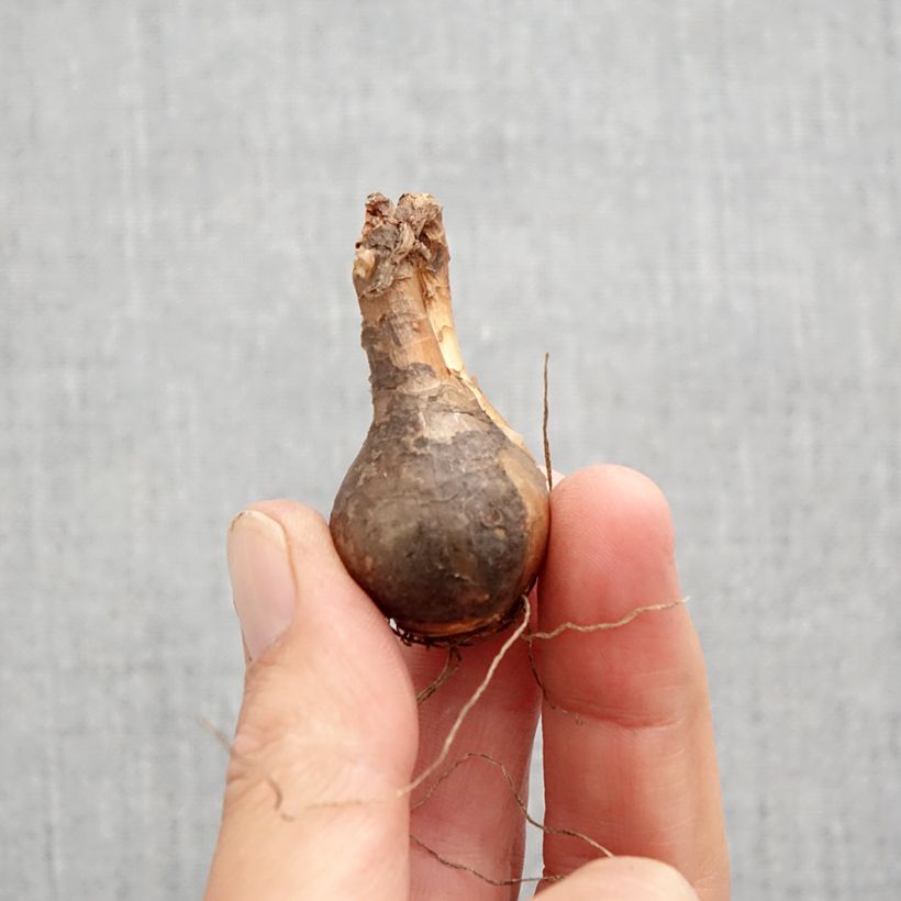 Example of Narcisse odorus Campernelle Bulbe calibre 10+ as you get in automne