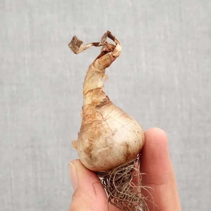 Example of Narcisse papillon Apricot Whirl Bulbe calibre 12+ as you get in automne