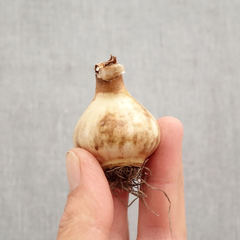 Spécimen de Narcisse Parabole Bulbe calibre 12+ tel que livré en automne