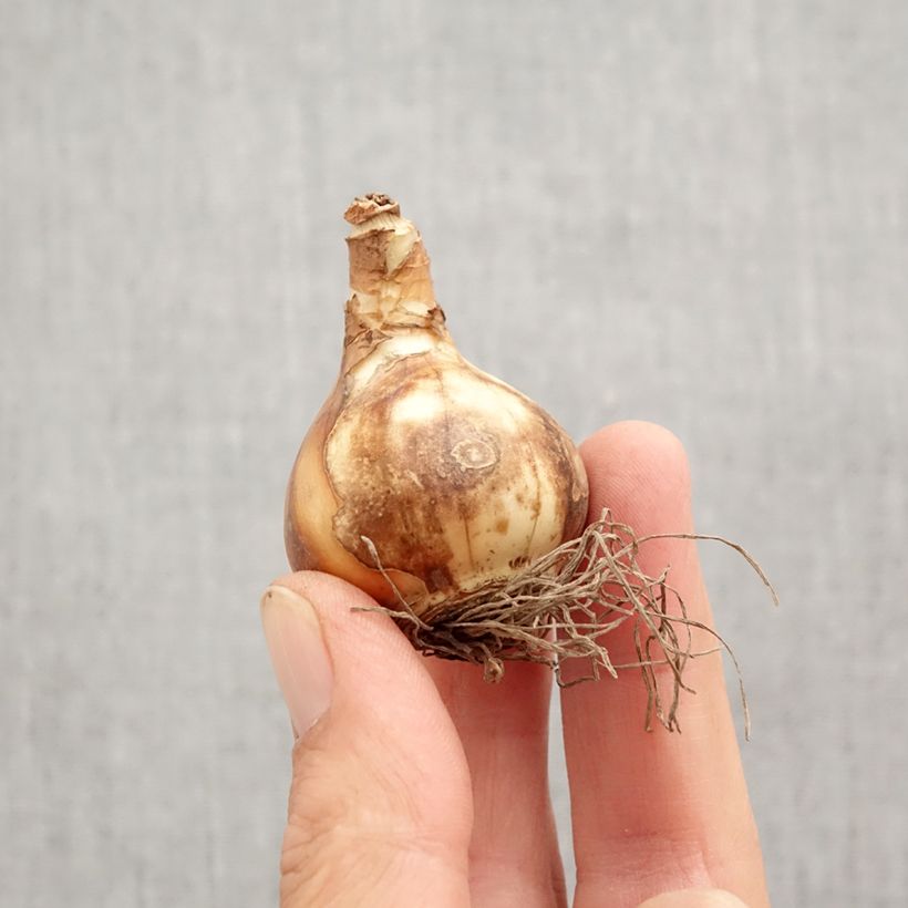 Example of Narcisse Petit Four   Bulbe calibre 12+ as you get in automne