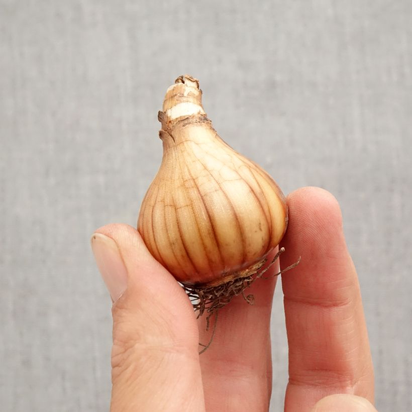 Example of Narcisse Petrel Bulbe calibre 12+ as you get in automne