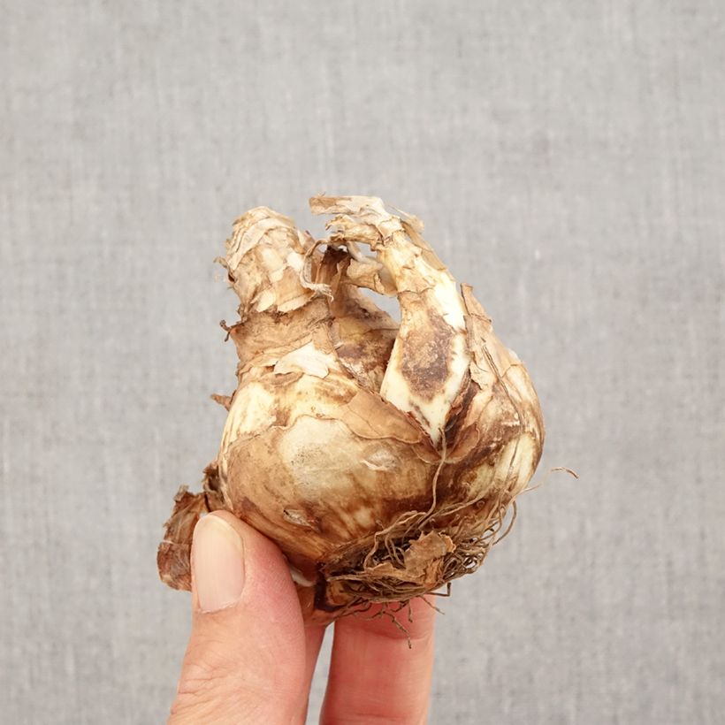 Example of Narcisse Piper's End Bulbe calibre 14+ as you get in automne