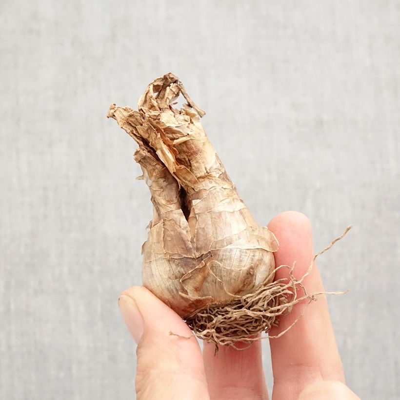 Spécimen de Narcisse poeticus Actaea Bulbe calibre 12+ tel que livré en automne