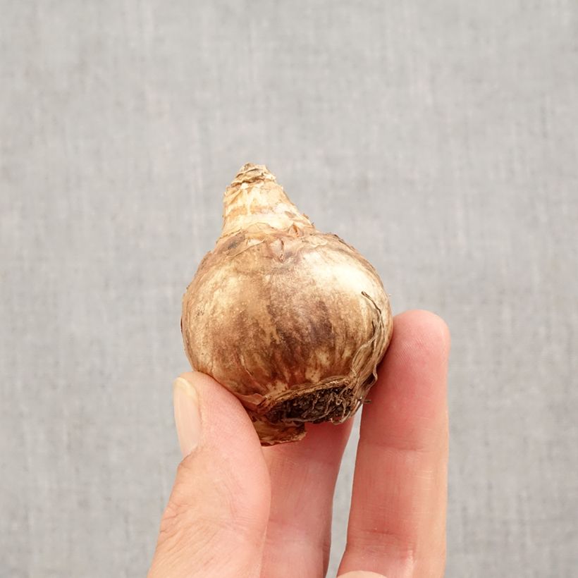 Spécimen de Narcisse Professor Einstein Bulbe calibre 14/16 tel que livré en automne