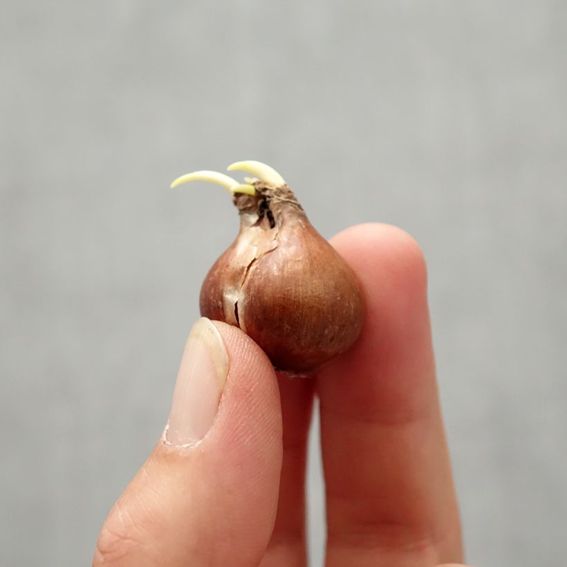 Spécimen de Narcisse pseudonarcissus - Jonquille des Bois Bulbe calibre 4 tel que livré en automne