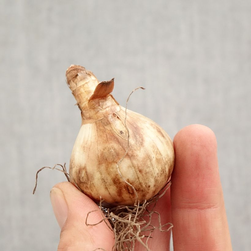 Example of Narcisse pseudonarcissus Obvallaris Bulbe calibre 12+ as you get in automne