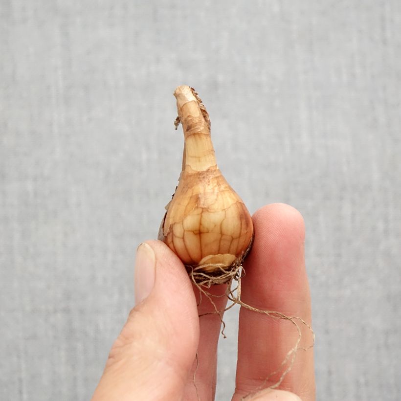 Example of Narcisse Pueblo Bulbe calibre 10+ as you get in automne