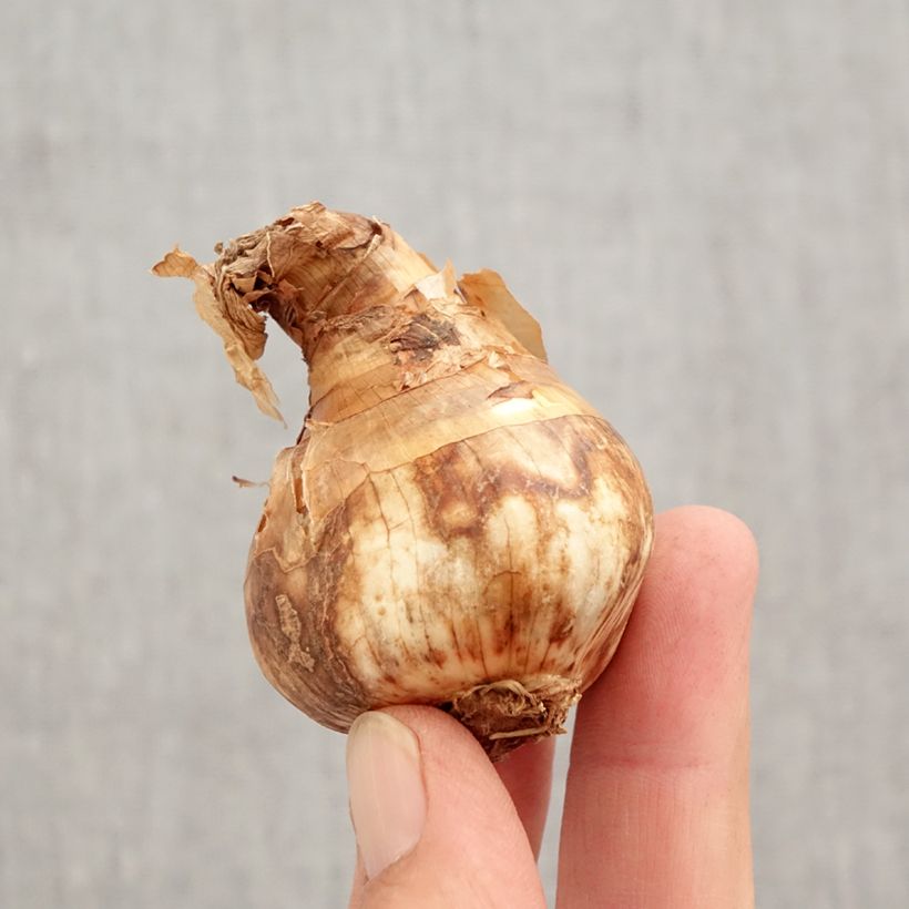 Example of Narcisse Red Devon Bulbe calibre 14/16 as you get in automne