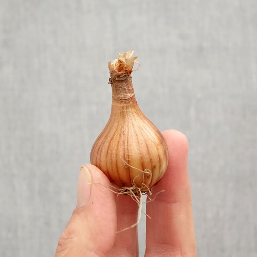 Spécimen de Narcisse Reggae Bulbe calibre 10+ tel que livré en automne