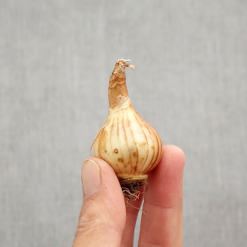 Spécimen de Narcisse Rip Van Winkle Bulbe calibre 10+ tel que livré en automne