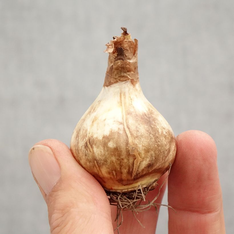 Spécimen de Narcisse Rosy Cloud Bulbe calibre 12+ tel que livré en automne