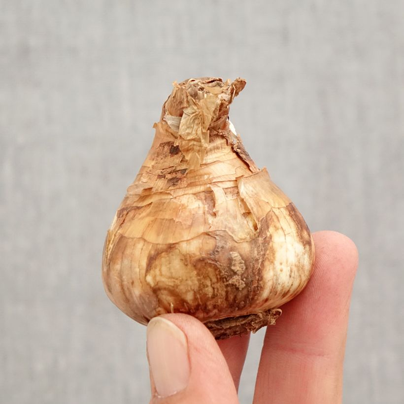 Spécimen de Narcisse Salomé Bulbe calibre 14/16 tel que livré en automne