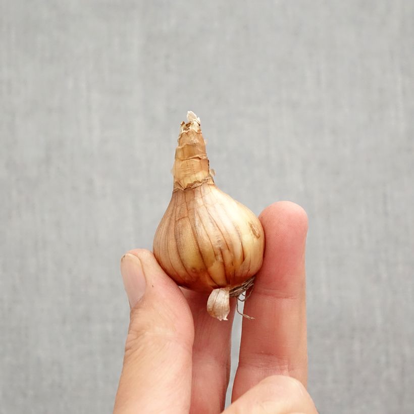 Spécimen de Narcisse Ségovia Bulbe calibre 10+ tel que livré en automne