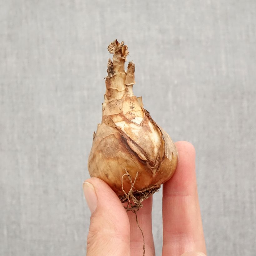 Spécimen de Narcisse Sentinel Bulbe calibre 12+ tel que livré en automne