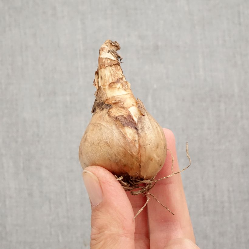 Spécimen de Narcisse Sherborn Bulbe calibre 12+ tel que livré en automne