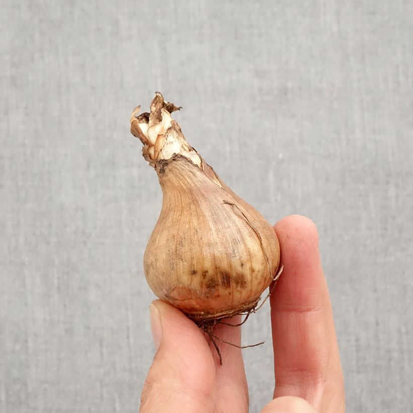 Example of Narcisse Sinopel Bulbe calibre 12+ as you get in automne