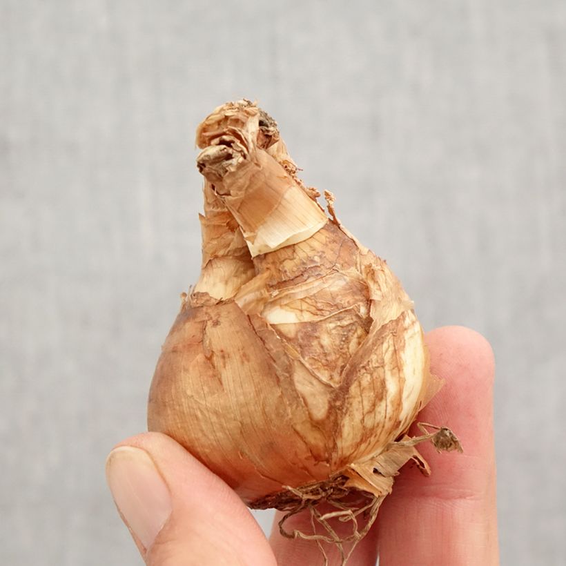 Example of Narcisse Skype Bulbe calibre 14/16 as you get in automne