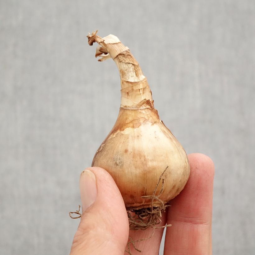 Example of Narcisse Stint Bulbe calibre 12+ as you get in automne