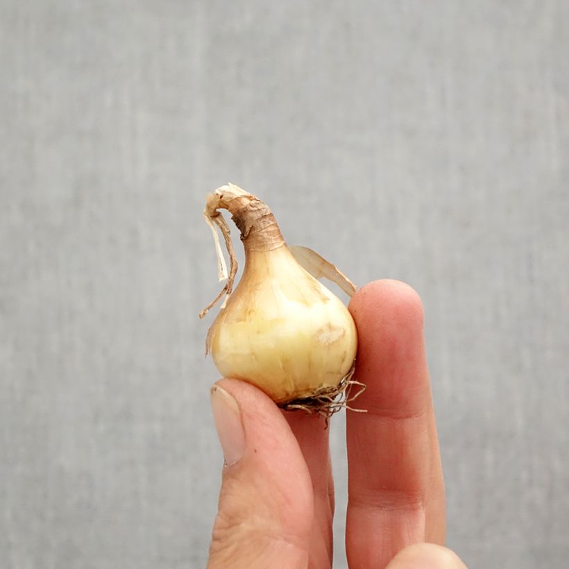 Example of Narcisse Sun Disc Bulbe calibre 10+ as you get in automne