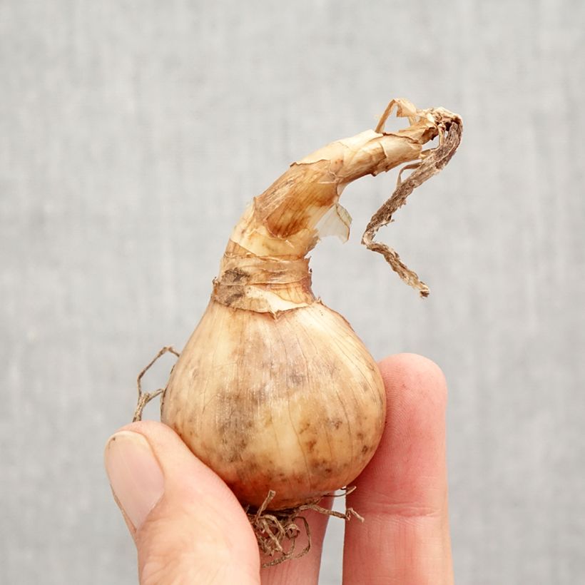 Example of Narcisse tazetta Minnow Bulbe calibre 12+ as you get in automne