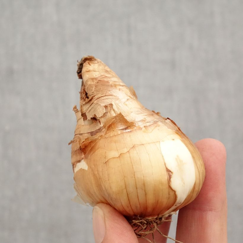 Spécimen de Narcisse Tête à Tête Bulbe calibre 14/16 tel que livré en automne