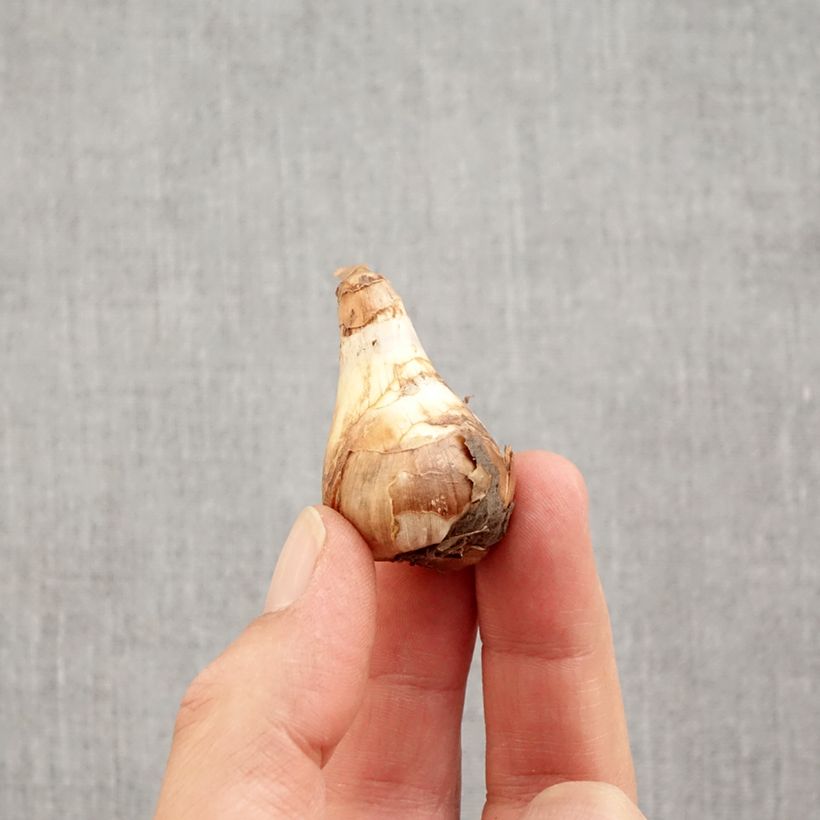 Example of Narcisse Topolino Bulbe calibre 8+ as you get in automne