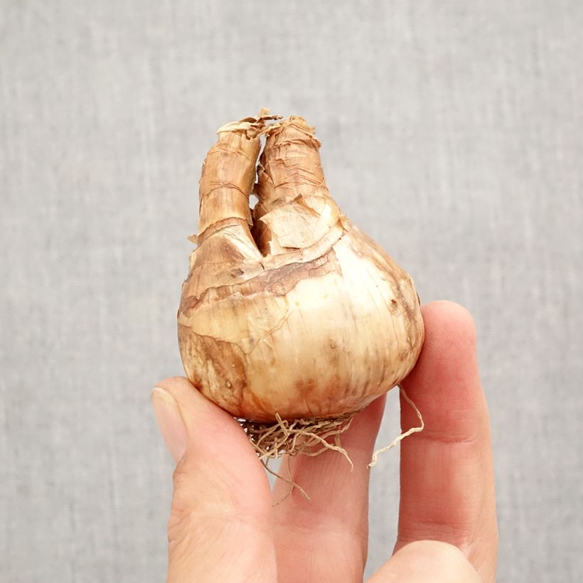 Example of Narcisse Trena Bulbe calibre 12+ as you get in automne