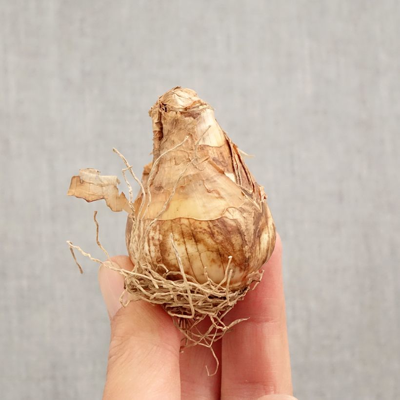 Example of Narcisse triandrus Thalia Bulbe calibre 12+ as you get in automne