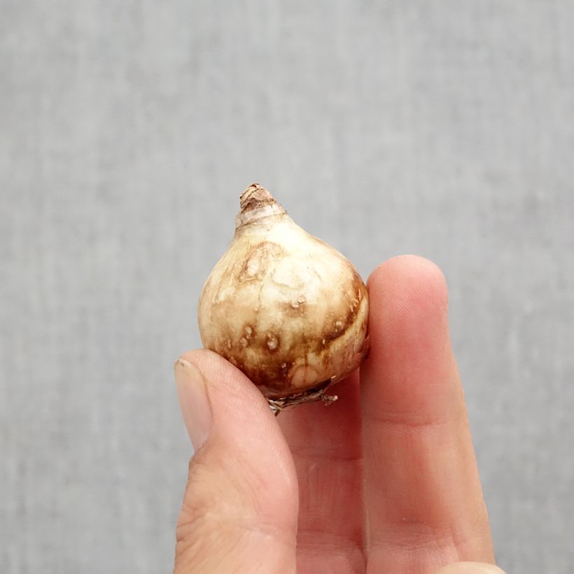 Spécimen de Narcisse Tripartite Bulbe calibre 10 tel que livré en automne