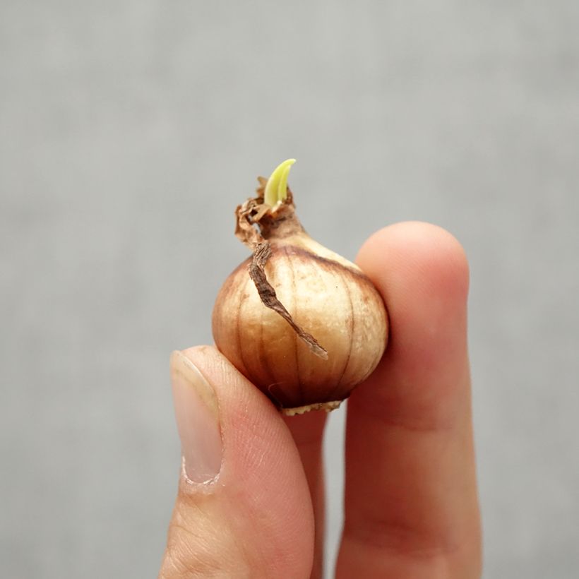 Example of Narcisse Twinkling Yellow Bulbe calibre 8+ as you get in automne