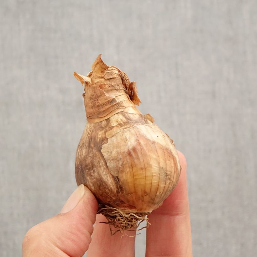 Spécimen de Narcisse Wave Bulbe calibre 12+ tel que livré en automne