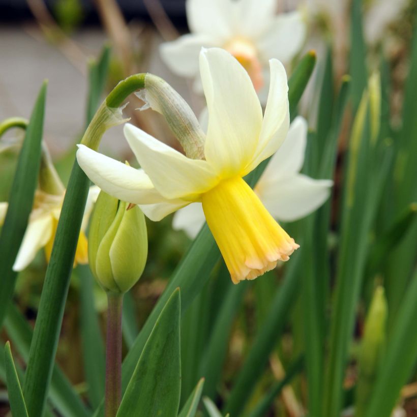 Narcisse Winter Walzer (Flowering)