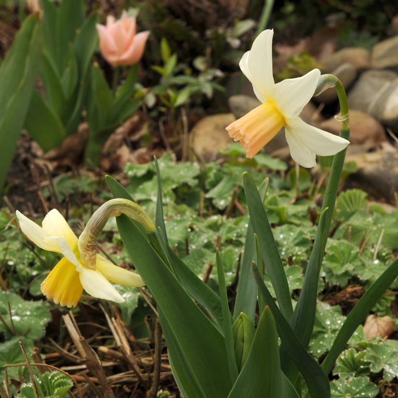 Narcisse Winter Walzer (Plant habit)